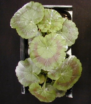 Plant showing low pH levels Plant showing low pH levels