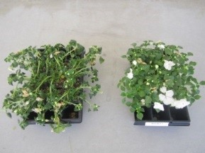 Over hydrated plant Over hydrated plant